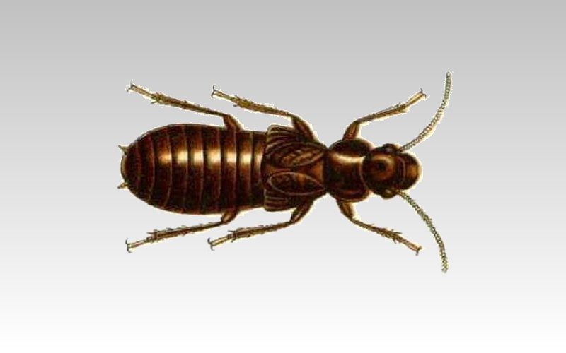 mastotermes darwiniensis great northern termite image