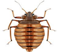 bed bugs image