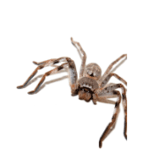 bug big img 033 image