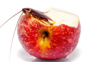 cockroach treatment clip image002 image