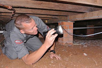 pest control ashgrove image