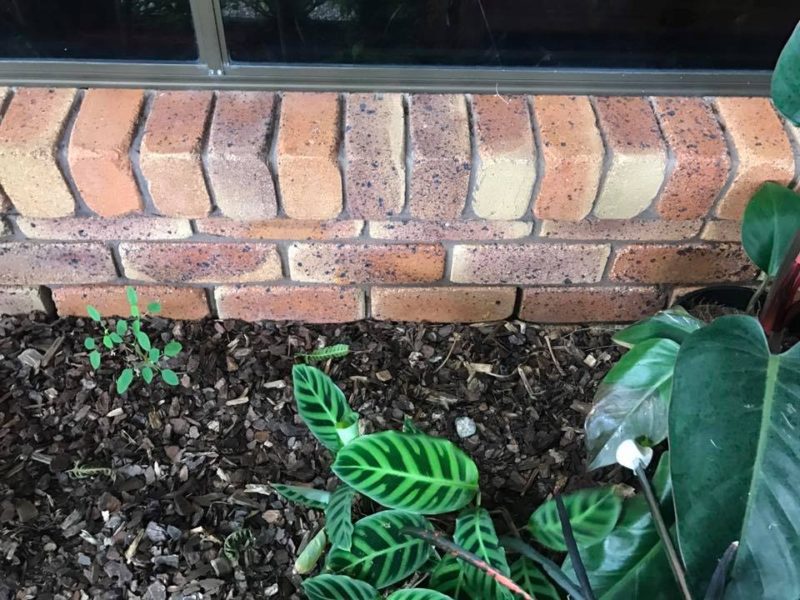 19399254 1344701365565680 6828533394131822984 n e1497958107469 image