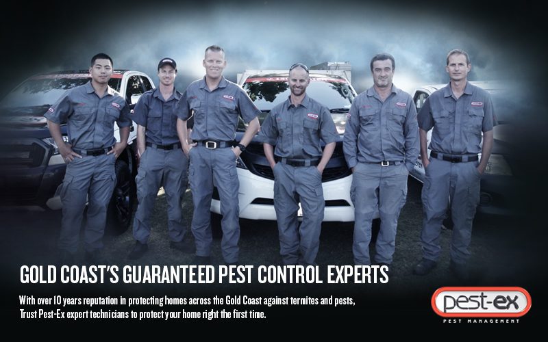 pest control gold coast image