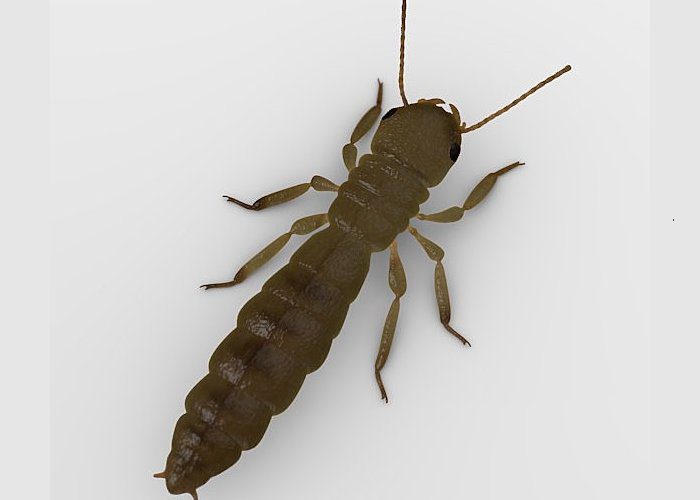 king termite image