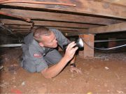 termite inspection brisbane image