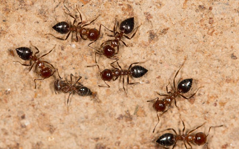 BLACK ANTS IN YOUR GARDEN PREVENT TERMITES