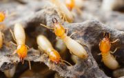 termite myth