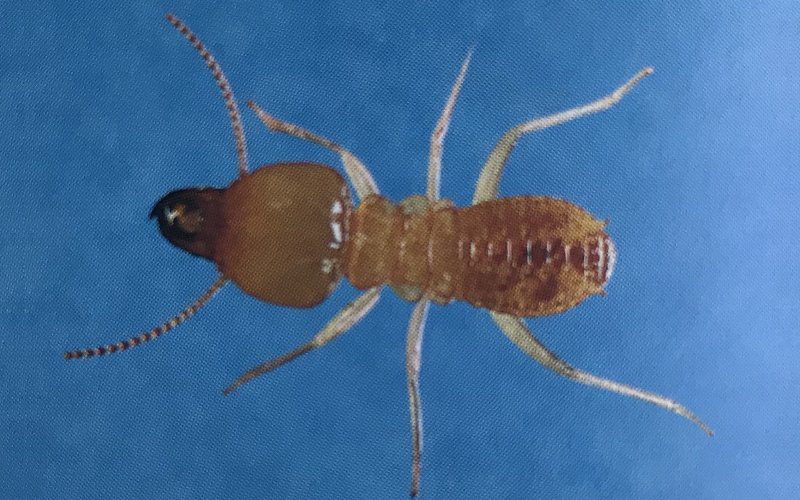 Schedorhinotermes Termites