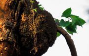 termites nest tree image