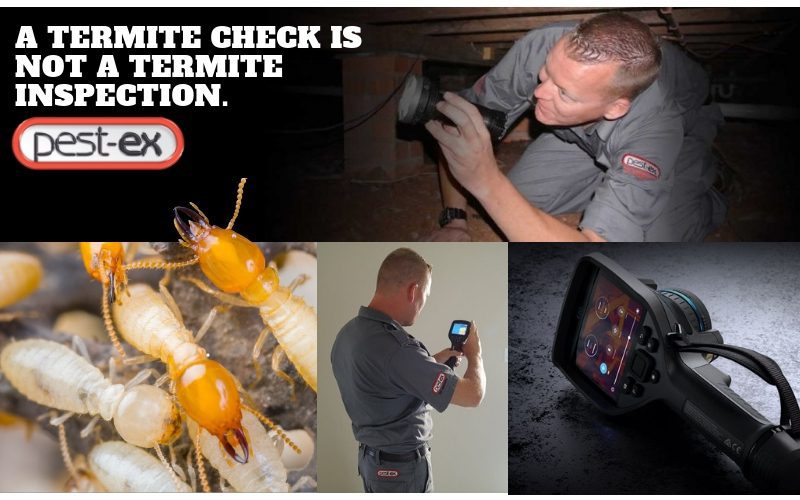 Free Termite Check Inspection