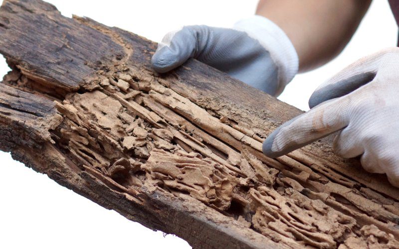 can termites eat hardwood image