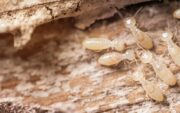 how tell signs termites house 1 image