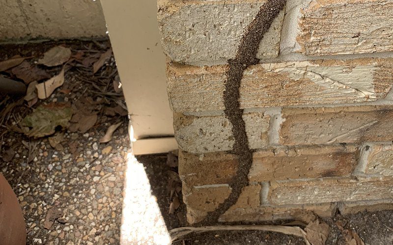 termite mud trails image