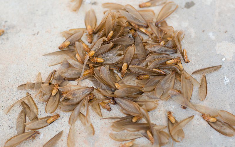 winged termites image