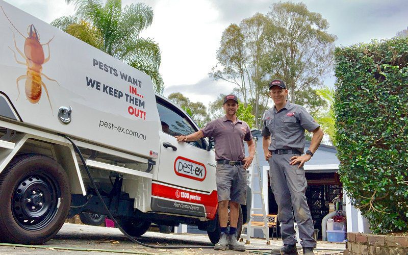 pest control buderim image