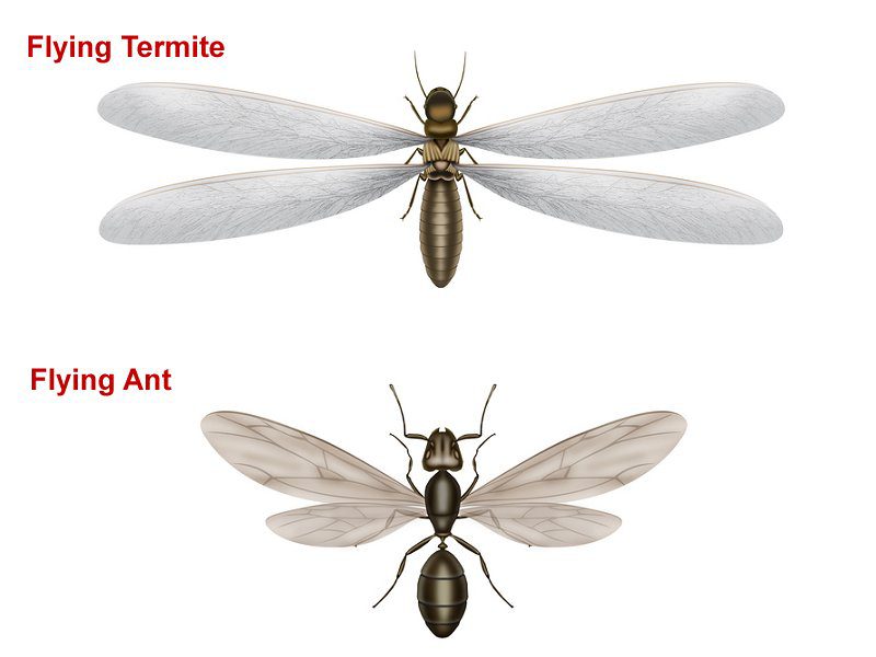 flying termite flying ant difference image