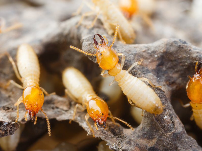 termite flying image