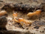 termites