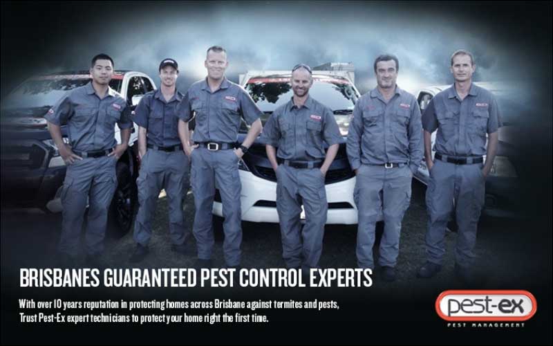 Pest Control in Brisbane