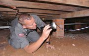 termite inspection