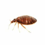 bed bug image