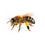 bees image