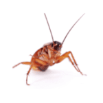 cockroaches image