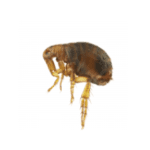 fleas image