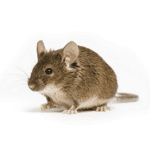 mice image