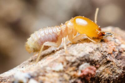 schedorhinotermes termites 831x550 1 image