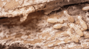 how-to-get-rid-of-termites