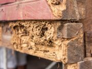 termite damage