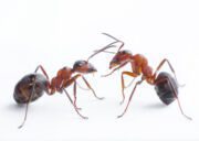 ant control