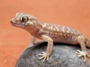Geckos